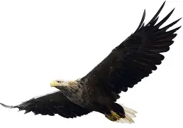 老鹰球员复出归队，球队实力再度增强的简单介绍